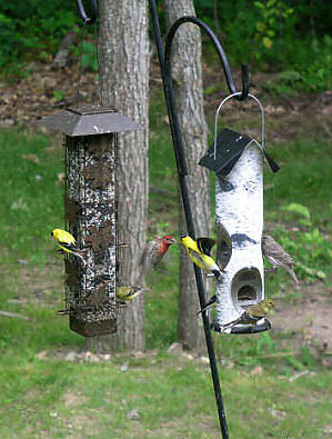 A house finch and a goldfinch fight for feeder space